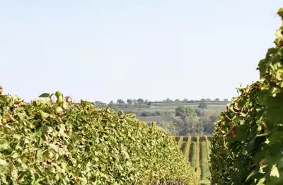 Daughters and Sons Washington State winery distributed in the United States by Teinnovadora