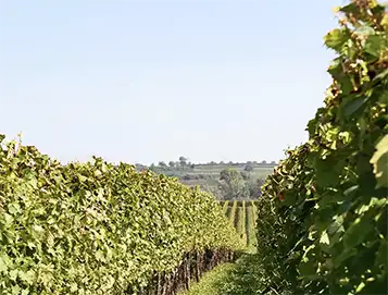 Daughters and Sons winery Washington State wines for US distribution